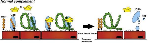 Faktor I Serinproteas Inaktiverar C3b och C4b genom klyvning Kräver co-faktor: faktor H / membrane co-factor protein (MCP) / complement receptor 1 (CR1)