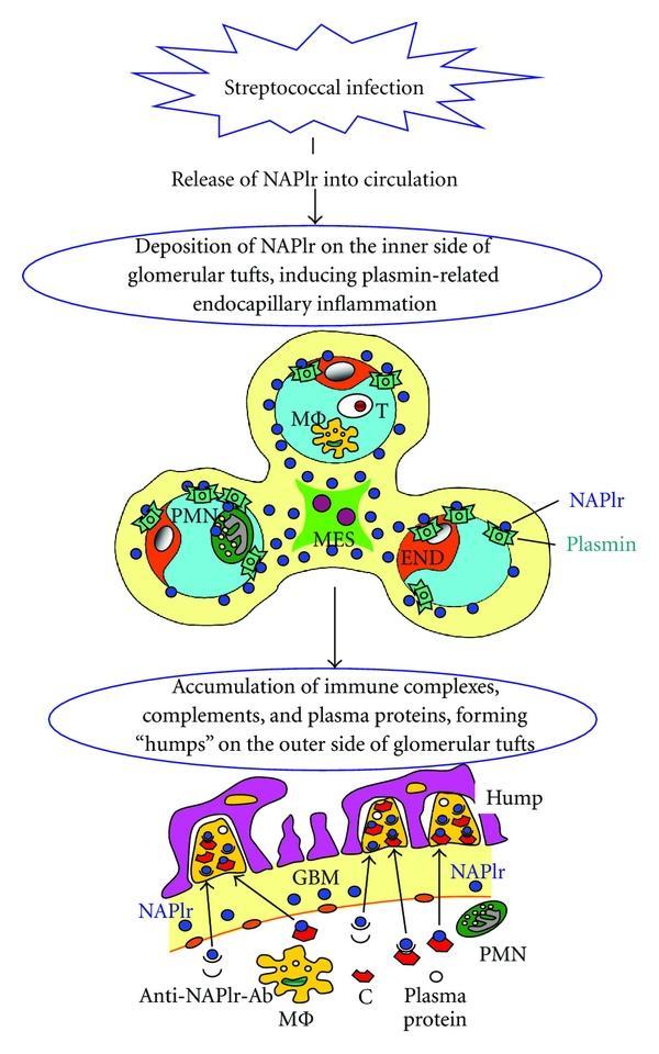 Flera nefritogena streptokockproteiner är plasminogen-bindande NAPlr SPeB Streptokinas Oda T, Yoshizawa N, Yamakami K, Sakurai Y, Takechi H, Yamamoto K, Oshima N, Kumagai H.