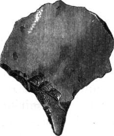 246 L. F. PALMGREN. dragning i nordost och sydvest. Inga täckstenar funnos.