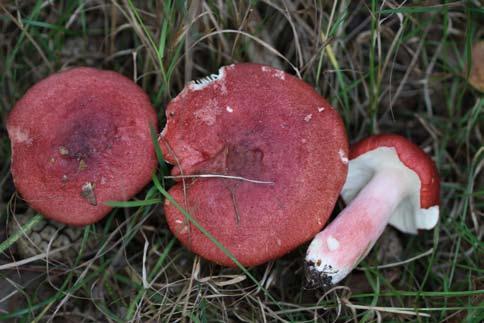 terna vi ställde ut var pantermusseron (Tricholoma filamentosum, EN) mest anmärkningsvärd. Enligt Artfakta (1998) är den endast funnen på fyra lokaler i Norden.