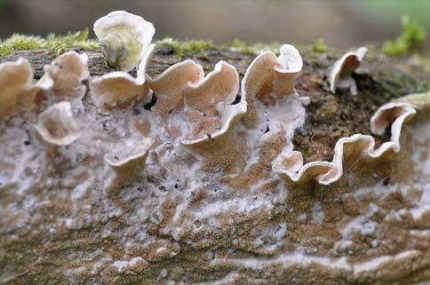 Pappersgröppa (Byssomerulius corium). - Balsberget. Foto: J. Svensson. skivling (Entoloma clypeatum) som växer både tuvat och som solitär och luktar och smakar unket tycker jag.