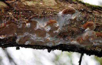 Plommonticka (Phellinus pomaceus). - Balsberget. Foto: J. Svensson. lingar (Pleurotus ostreatus). Det har varit en alldeles för kall vinter och för torr vår för denna i mitt tycke delikata svamp.