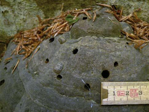 Jättesvampmalens kläckhål är störst av alla och ca 5 6 mm i diameter. När fjärilen kläckts sitter puppskalet fast i kläckhålet. Det sköra puppskalet förstörs snabbt och syns inte på bilden.