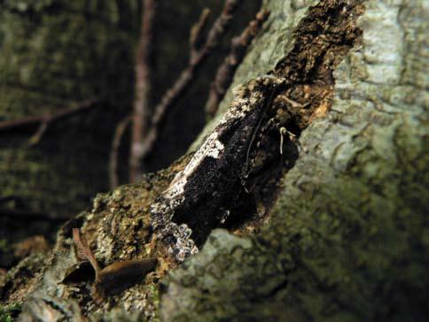 Jättesvampmalen (Scardia boletella) är inte lätt att se när den sitter på en bokstam. - Nissaström, Halland. Foto: G.