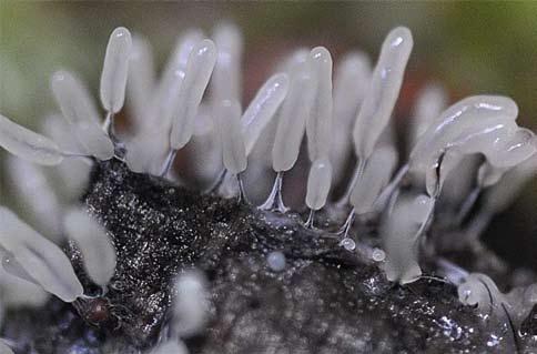 Stemonitopsis typhina.