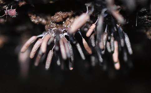 Stemonitopsis typhina i