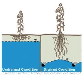 jämnare produktion av grödorna mitt ibland naturens egna naturliga variation (se figur 3) (Blann et al. 2009).