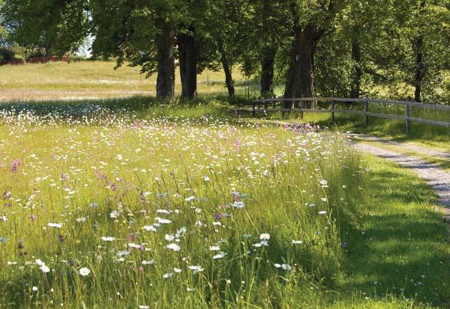 Synliggörande och hantering av dagvatten Öppna dagvattenlösningar förespråkas i och längs stråket för omhändertagande av vatten från omkringliggande bostadsområden och hårdgjorda ytor.