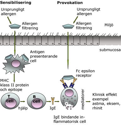 4. Inledning Vid allergi är de immunologiska processorerna ett missriktat försvar mot ämnen, så kallade allergener, som är ofarliga för det stora flertalet.