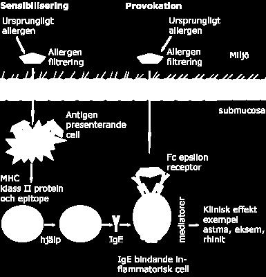 Principer för immunologiska mekanismer involverade i allergisk sjukdom 5.