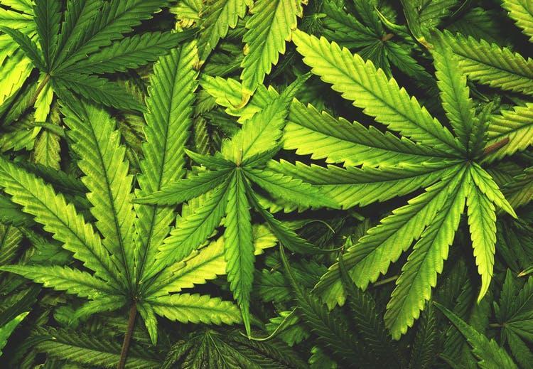 Cannabis Sativa Marijuana, hasch, skunk, weed, gräs, grönt, brunt, burre 480