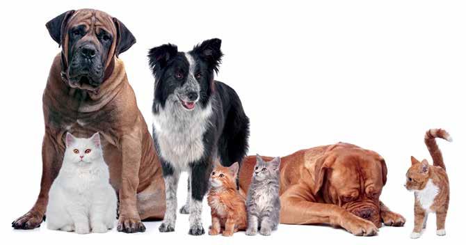 Behandling av hjärtsjukdom och hjärtsvikt hos hund och katt behandlingsrekommendation Foto: Mostphotos Inledning Läkemedelsverket gav år 2005 ut en behandlingsrekommendation om hjärtsjukdom och