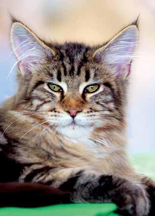Maine Coon.