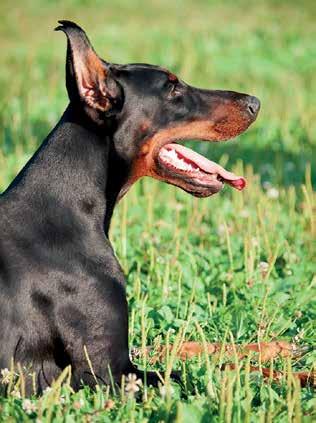 ACE-hämmaren benazepril är godkänt och marknadsförs i Sverige för behandling av klaffinsufficiens hos hund.