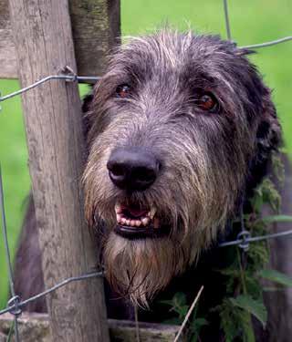 Dilaterad kardiomyopati (DCM) hos hund Bakgrund Primär dilaterad kardiomyopati (DCM) är den näst vanligaste hjärtsjukdomen hos hund.