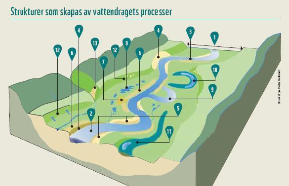 Strukturer och funktioner och kvalitetsfaktorer Enligt definitioner för naturtyperna Naturliga vattenståndsfluktuationer Naturliga flöden Sidledes