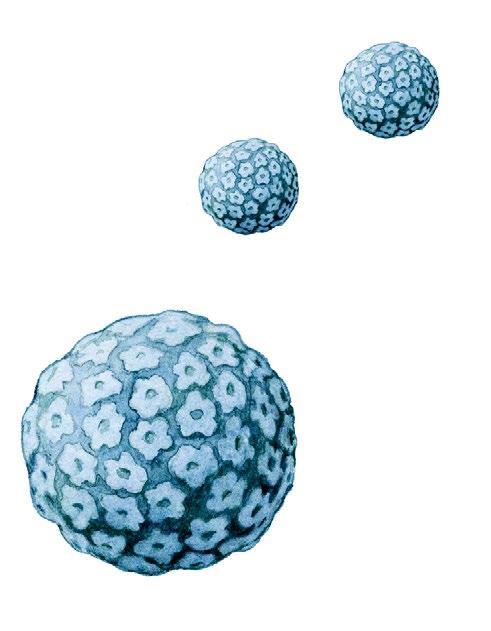 HPV-proteinet E6 binder till p53 vilket leder till att detta väktarprotein bryts ned. Den infekterade cellen kan därför ibland omvandlas till en tumörcell. 1. HPV 2.