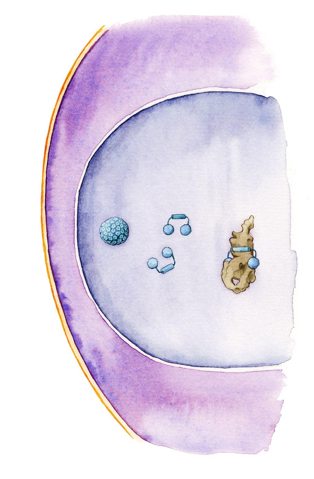 Han och hans forskarkolleger har specialdesignat ett proteinläkemedel som de hoppas ska kunna fungera mot cancer orsakad av HPV. 1. Förkylningsvirus 1. 2. E6 blockeras av PDZbody PDZbody Cellkärna 3.