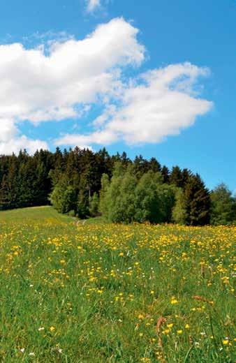 Därför täcker företaget 100 % av sitt energibehov med miljövänligt producerad el.