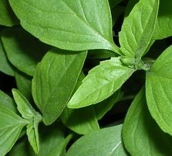 Citronmeliss - EKO Citronmeliss är även kallad Bisuga eller Hjärtansfröjd och är känd för att motverka sömnproblem. Bladen kan användas färska, frysta eller torkade.