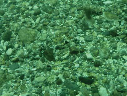 delområden, framförallt på häll och blockbotten, men även på sten. Som mest musslor fanns det i djupintervallet 8-12 m.
