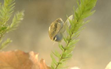 Slemmaskar Nematoder Tagelmaskar Fåborstmaskar Iglar