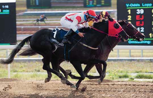 Fredrik Otter presenterar deltagarna i Norra Skånska Regementets Minneslöpning (L) Our Last Summer segrade i Norskt 2000 Guineas och gick sedan till Tyskt Derby där han inte gjorde bort sig.