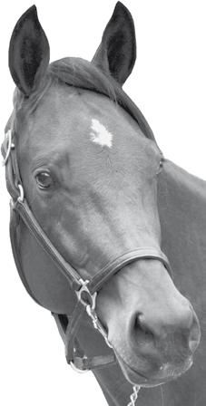 Rättvikstravet 2010 Juni 5 Lör kl 13.00 V75, Ego Boy s Minne 24 Tors kl 19.00 Midsommar, V5-sax 26 Lör kl 14.00 Midsommar, V65, Breeders Crown Juli 12 Mån kl 18.30 Älvdalens Dag, V5 19 Mån kl 18.