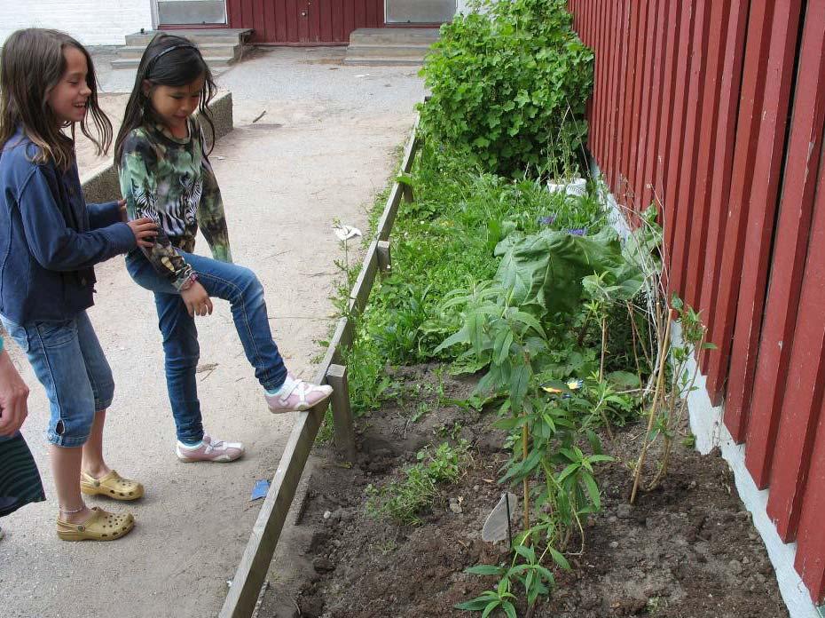 På en av skolorna som deltog i fjärilsutbildningen uppförde lärarna tillsammans med eleverna en rabatt med fjärilsväxter strax efter utbildningsdagen. Foto: Karolina Källstrand 3.