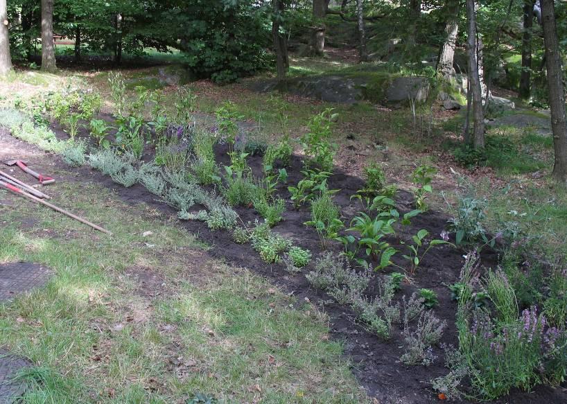 Bräket). Här planterades med betoning på trädgårdsväxter, bland annat rosenflockel, röd solhatt och buddleja. Den färdigplanterade fjärilsträdgården i Slottsskogen. Foto: Karolina Källstrand 5.