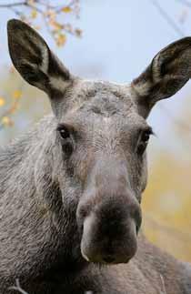 Utbildningen är granskad av Livsmedelsverket och leder till att en första undersökning av ett fällt vilt får göras före leverans till en vilthanteringsanläggning.