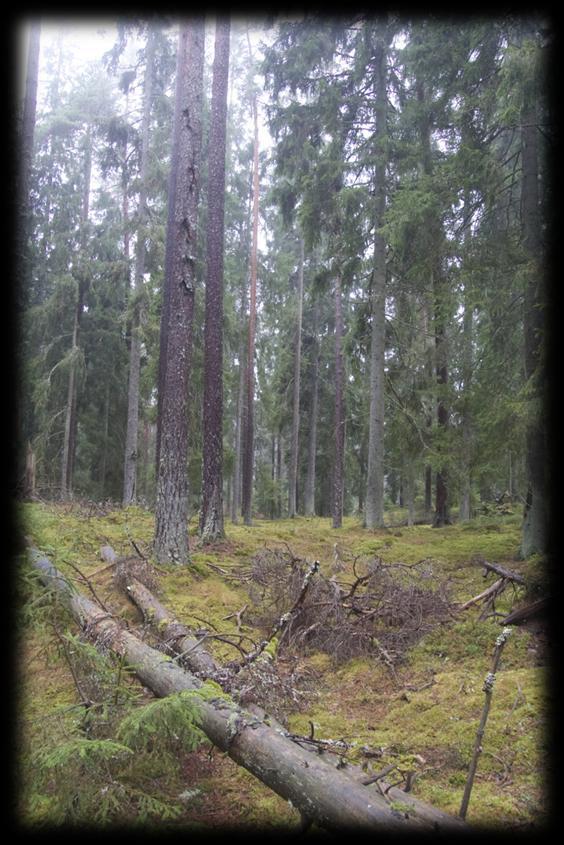 intensiv lågteknisk framställning av järn från rödjord varpå uttaget av träd för kolning och järnframställning lokalt kan ha varit betydande.