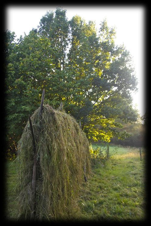 spritt i kommunen och nästan enbart i igenväxta hagmarker eller som fortfarande betade trädbevuxna hagar.