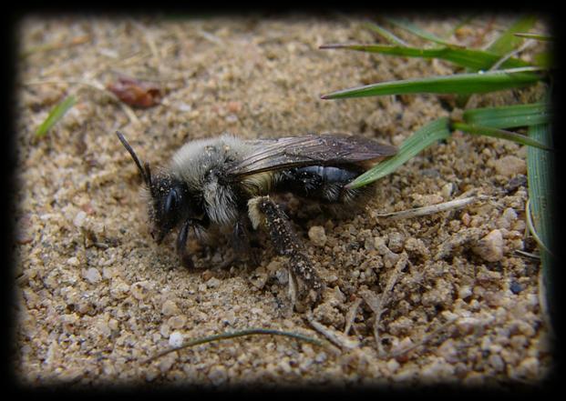 2.3.4 Sand och grusmarker I ett landskap som tillåts utveckla sig fritt skapas naturligt blottad sand genom erosion, brand och bete.