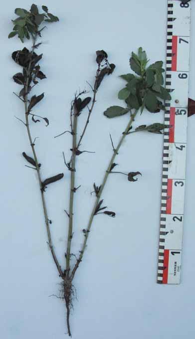 Planta med