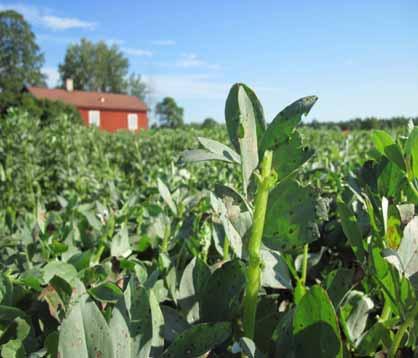 Orienterande fältförsök med toppning av åkerbönor under 2013 2015 Syfte: Att utvärdera toppning som en metod att påskynda mognaden Omfattning: Toppning vid olika mognadsstadier Dokumentation av
