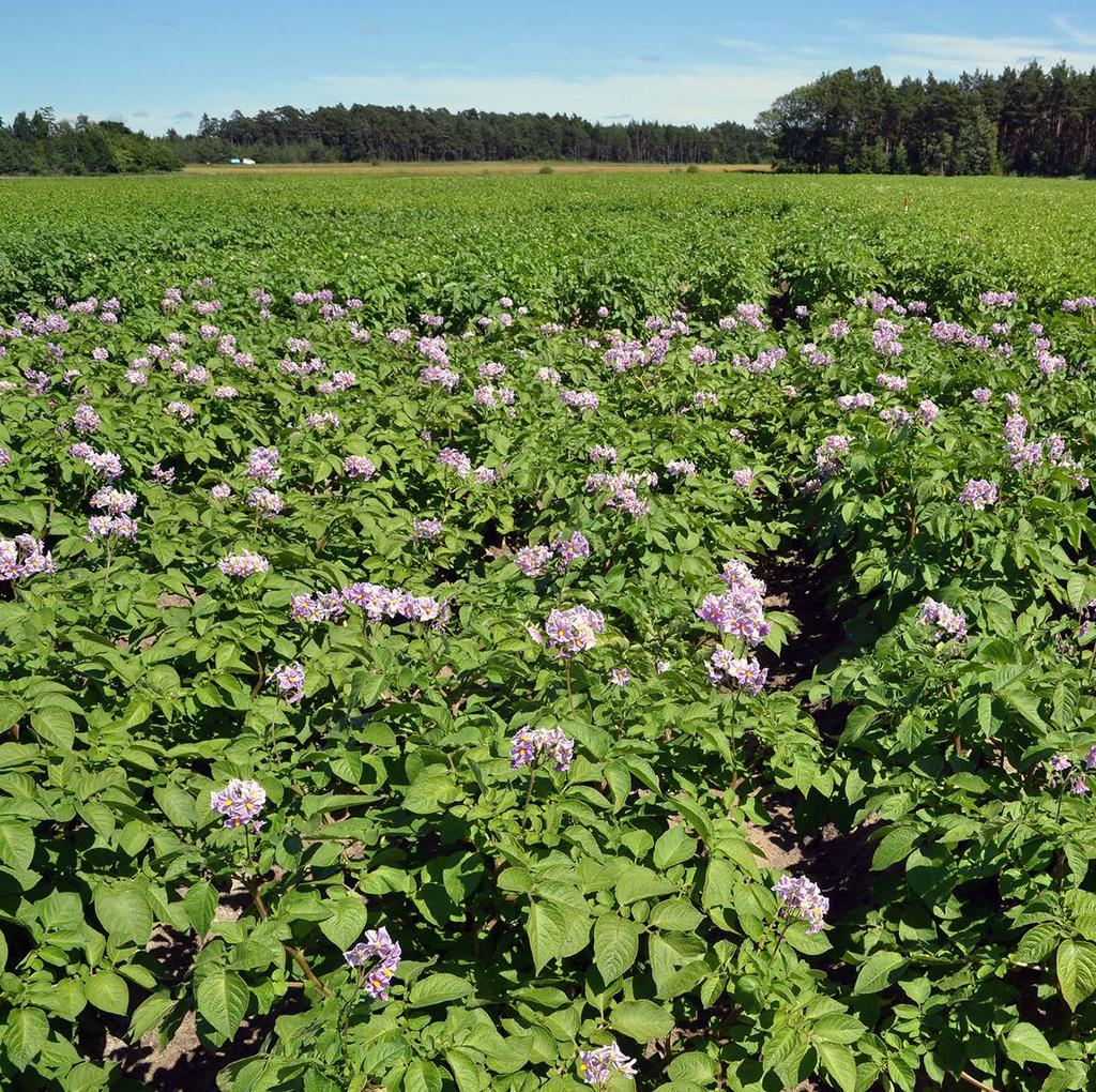 Institutionen för växtproduktionsekoloi Department of Crop Production Ecoloy Sortval i ekoloisk