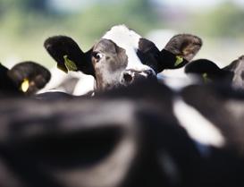 Mejeriprodukternas klimatpåverkan kommer till största delen från mjölkgårdarna och härrör bland annat från produktionen av foder och den metangas som kommer från kornas fodersmältning.