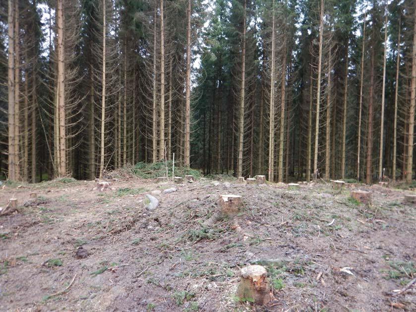 Gravröset undersöktes och dokumenterades kontextuellt för att söka konstruktioner, gravgömmor och andra spår efter rituella handlingar. Makro-, 14 C- och osteologiska analyser prioriterades.