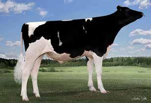 Jarvis Mary MMF: Harline Plan Jarvis Säkerhe: 76% NT +23G Pris: 230:- Produkion Mjölk 115 Fe % 105 Pro % 101 MIN 116 Dr.