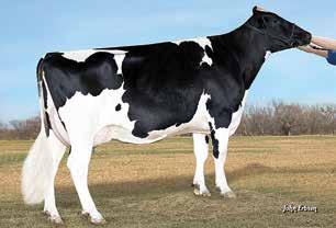 Malena 7514 MMF: Flevo Geneics Snowman Säkerhe: 219 dörar NT +22 Pris: 190:- Produkion Mjölk 126 Fe % 101 Pro % 102 MIN 120 Dr.