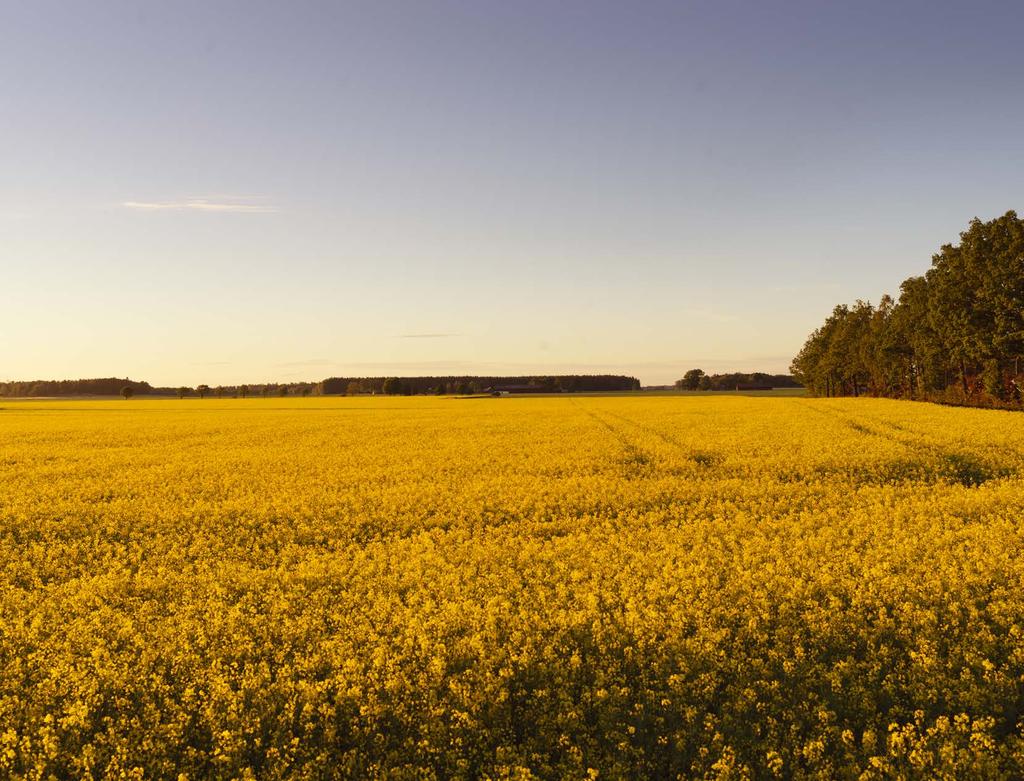 Det är inte längre en hemlighet var det naturligt saftigare och