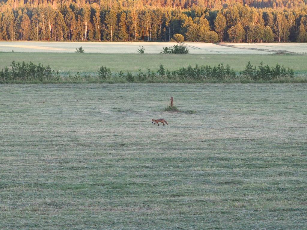 Katter och rävar ville ha med av sorkarna som nu var mera