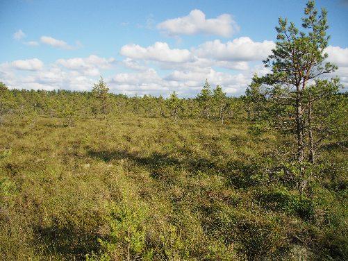 Öjamossen (foto: S.H) Här syns ett parti med öppen mosse. Marken blir en mosaik med tuvor och höljor.