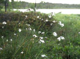 15 Släktet starr (Carex) är artrikt och de flesta av de