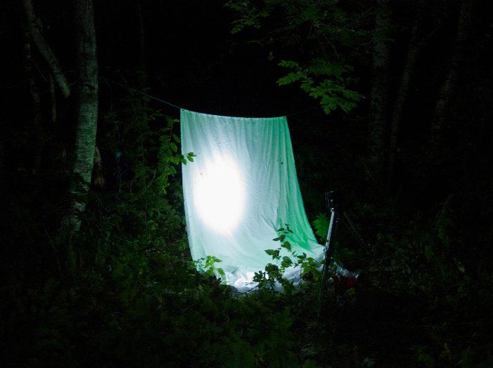 NATTFJÄRILAR I BROBY ÄNG Sture Hermansson UV-lampan The Goodden Gemlight Mellan 23.30 och 01.