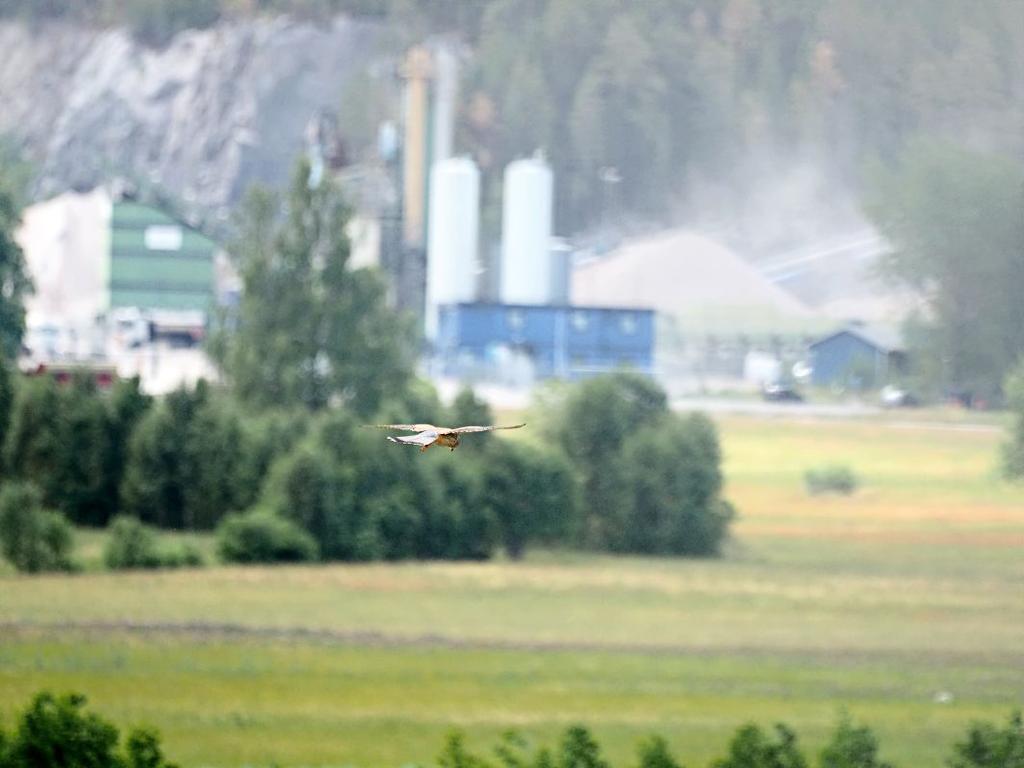 sina byten efter att gräset slagits.
