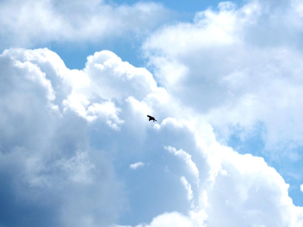 jaktflykt.