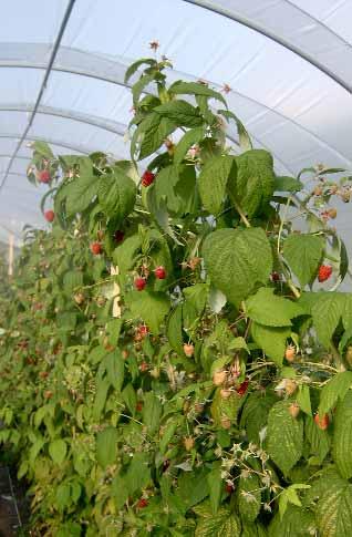 lätt sluttning så att ytvatten kan rinna bort. Tänk på att risken för frost i blomningen är mindre i sluttningar och på fält som ligger högt i terrängen.