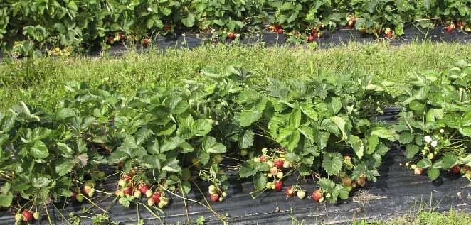 Låga plastlister med gräsbanor mellan fungerar bra i ekologisk jordgubbsodling.